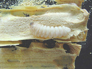 Larve de capricorne