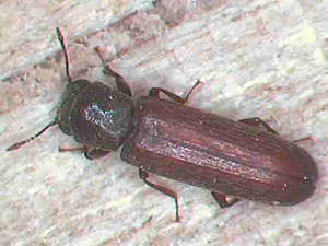 Lyctus