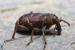 Le charançon xylophage
