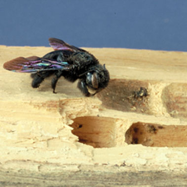 L'abeille charpentière