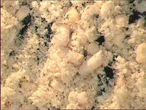 Vermoulure de capricorne