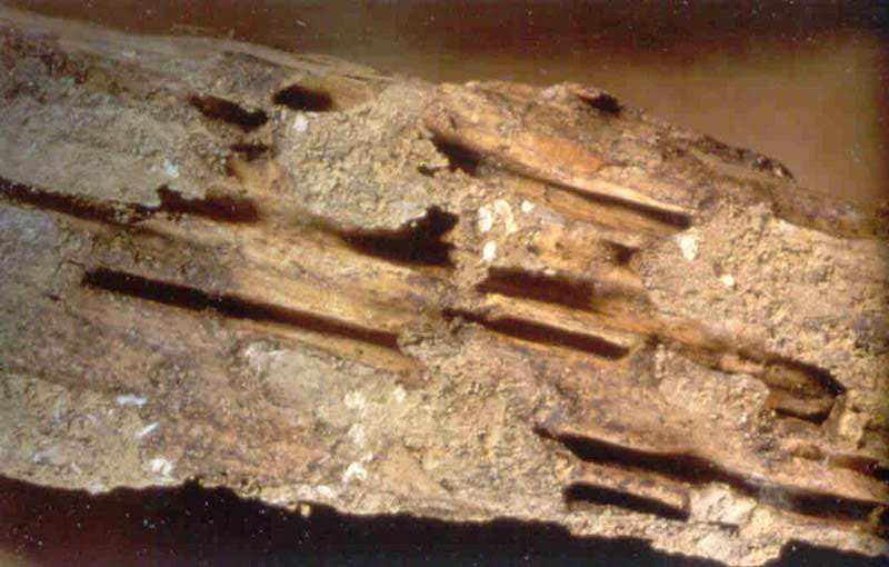 Bois attaqué par les termites