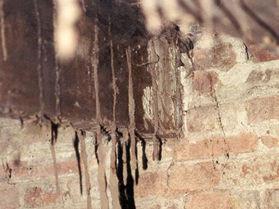 Colonie de termites sur une poutre en bois