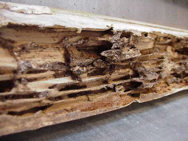 Galerie de termites dans du bois