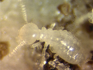 Vue microscopique d'une termite