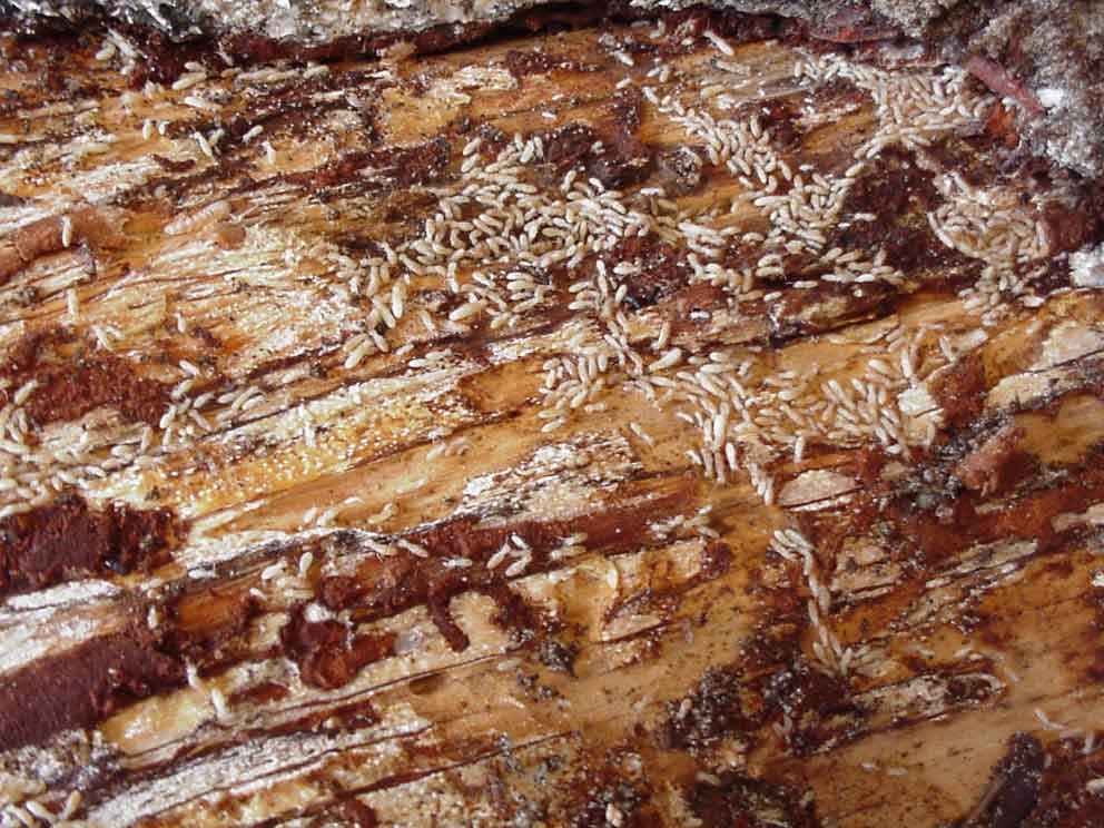 Présence de termites sur du bois