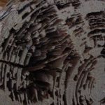 Bois attaqué par les termites