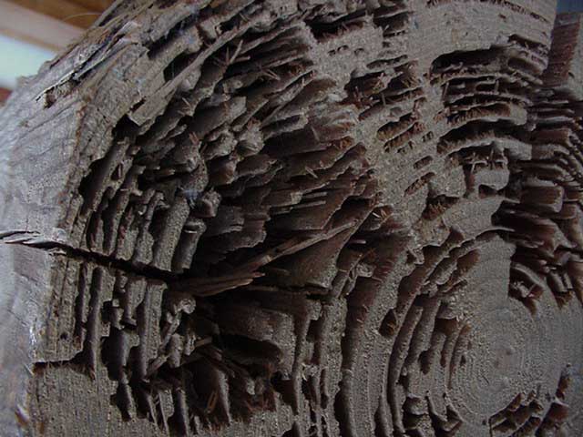 Rondin de bois atttaqué par les termites