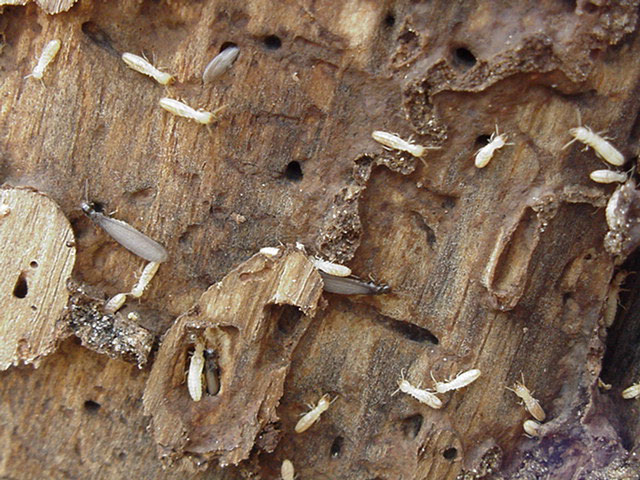 Le traitement des bois et des termites - Ecobat Habitat