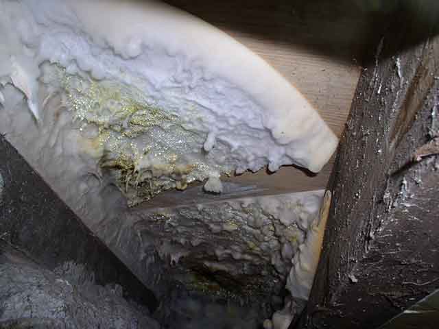 Mérule cotonneuse épaisse et blanche sur un mur