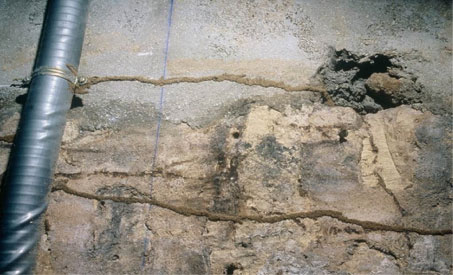 Colonie de termites sur un mur