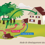 Mode de développement des termites