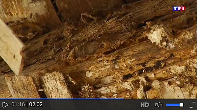 Reportage TF1 sur la mérule dans les maisons
