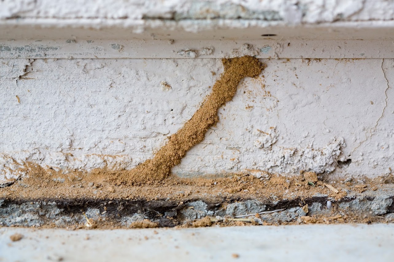 detecter la presence de termites ctb a