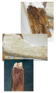 Les différents dégats du aux champignons