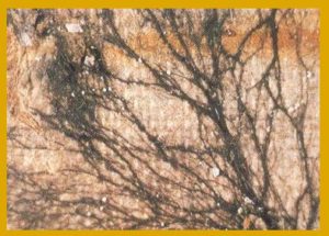 Hyphe du conoviore des caves sur un mur 