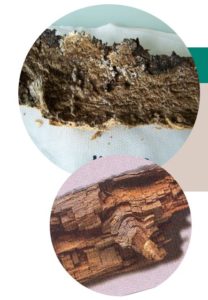 Dégâts de pourriture cubique sur du bois dû au coniofore