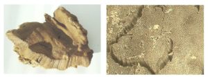 Champignon polypore des caves