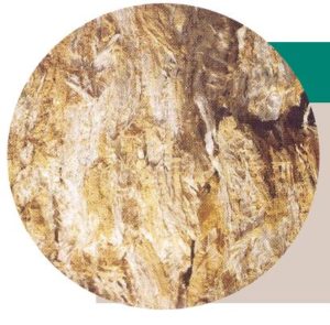 Les dégats d'un champignon lignivore sur du bois