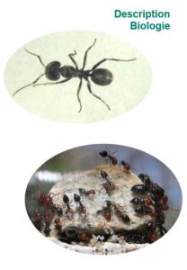 Fourmis en train de percer du bois