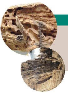 Galeries creusées dans le bois par les fourmis