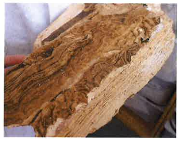 Pourriture fibreuse sur un morceau de bois