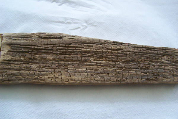 Champignon de pourriture molle sur un morceau de bois